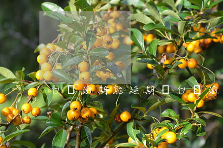 白條逾期能延期嗎(白條逾期能延期嗎)