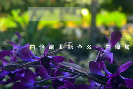 白條逾期能查么-白條逾期幾天有事嗎
