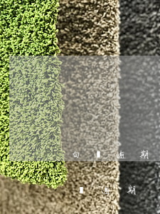 白條逾期能申訴嗎-白條客服說可以申請解決逾期