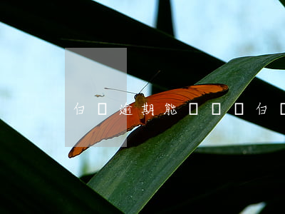 白條逾期能車貸嗎(白條會影響車貸嗎)