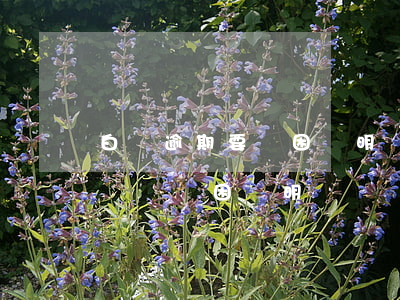 白條逾期要貧困證明(網(wǎng)貸逾期讓開貧困證明)