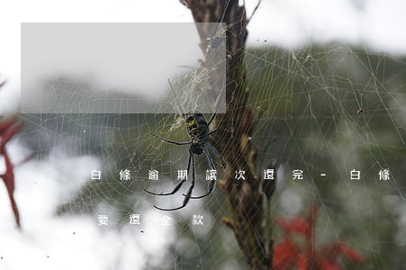 白條逾期讓次還完-白條逾期一次是不是就要還全款