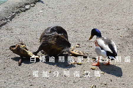白條逾期賬單怎樣分期還款 白條分期后逾期還能分期還款嗎