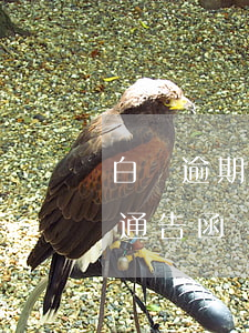 白條逾期通知工作單位 白條逾期發(fā)通告函