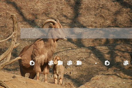 白條逾期逾期費-白條逾期利息