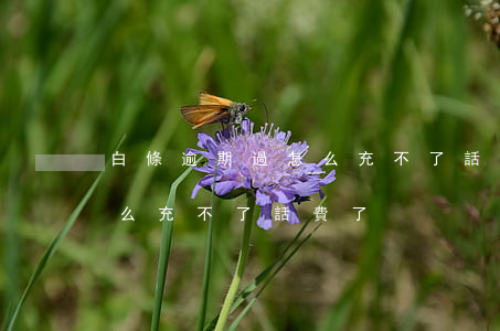 白條逾期過怎么充不了話費了 白條逾期過怎么充不了話費了