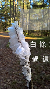 白條逾期過還款成功后還能用嗎-白條逾期過還款成功后還能用嗎知乎