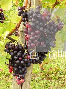 白條逾期還上后多久可以解凍(白條還完能解凍嗎)