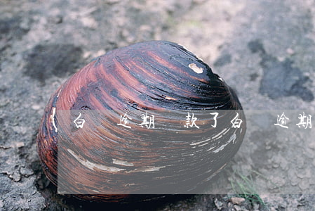 白條逾期還款了(白條逾期還清)
