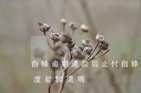 白條逾期還款后止付(白條逾期以后還款后額度能歸還嗎)