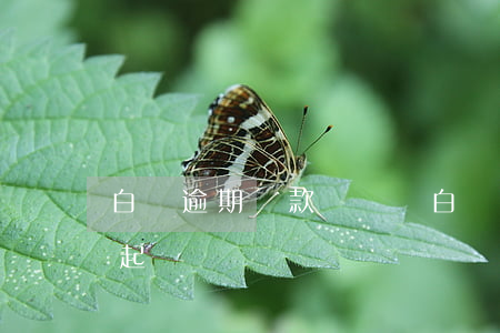 白條逾期還款會這樣(白條還了逾期部分還會起訴嗎)