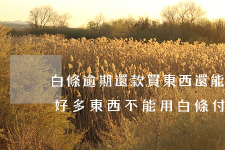 白條逾期還款買東西還能用嗎(白條逾期過后,好多東西不能用白條付款了)