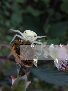 白條逾期還清后要多久恢復(fù)(白條逾期還清了還能用嗎)