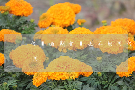 白條逾期金條也不能用(白條逾期金條也不能用)