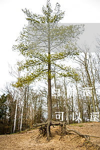 白條還了最低還款算不算逾期(白條逾期后還可以還最低)