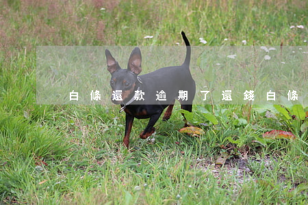 白條還款逾期了還錢(白條還款逾期了還錢)