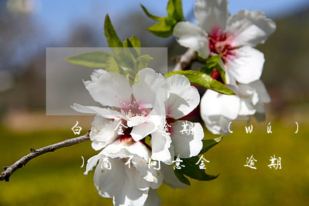 白條金條逾期無(wú)力償還協(xié)商不同意(金條逾期為什么協(xié)商不了)