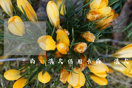 白紅浪欠信用卡 白紅浪欠信用卡