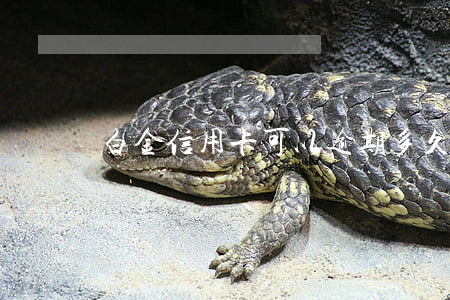 白金信用卡可以逾期多久(白金銀行信用卡)