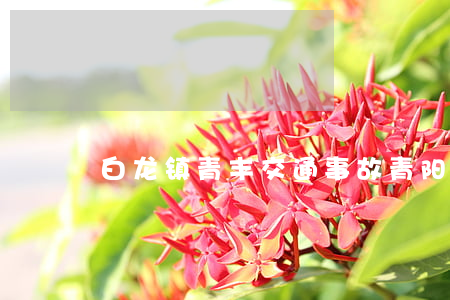 白龙镇青丰交通事故(青阳交通事故)