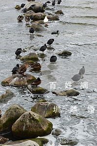 百姓網(wǎng)深圳哪里有離婚女士(深圳離婚登記)