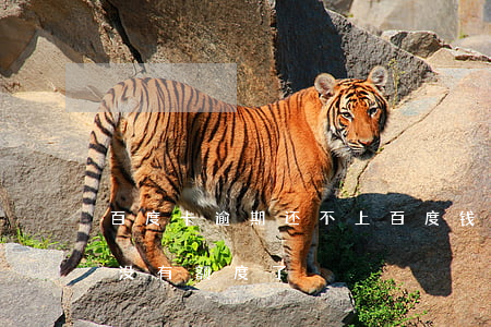 百度卡逾期还不上(百度钱包逾期一年,还完后没有额度了)