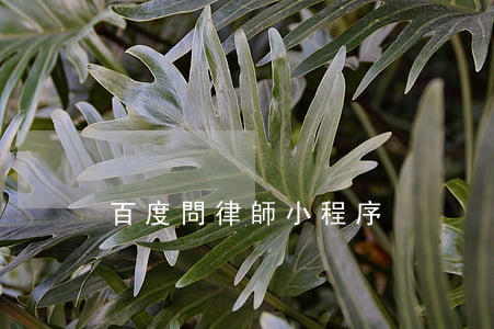 百度問律師小程序