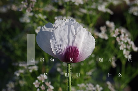 百度有錢花從沒逾期還玩還能用嗎-百度有錢花沒逾期過為什么還借不出來