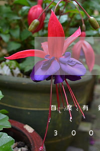百度有錢花 欠了九千多沒還(百度有錢花欠了30000還不起了怎么辦)