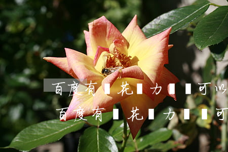 百度有錢花無力償還可以申請延期還款嗎-百度有錢花無力償還可以申請延期還款嗎