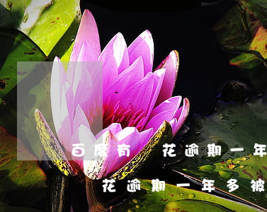 百度有錢花逾期一年多被告上法院-百度有錢花逾期一年多被告上法院怎么辦