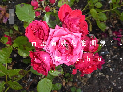 百度有錢花逾期無(wú)力償還債務(wù)轉(zhuǎn)移-百度有錢花逾期了會(huì)被本地法院起訴嗎?