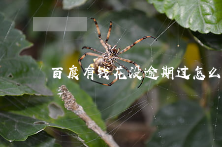 百度有钱花没逾期过怎么协商还款