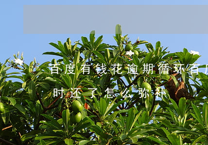 百度有钱花逾期 循环(百度有钱花逾期几个小时还了怎么弥补)