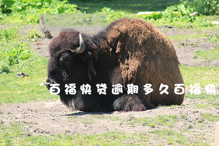 百福快贷逾期多久(百福快贷可以申请几次)