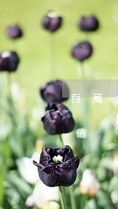 百萬大鵝還款逾期翻倍(小鵝花錢逾期突然翻倍)