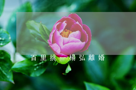 百里挑一楊弘 離婚
