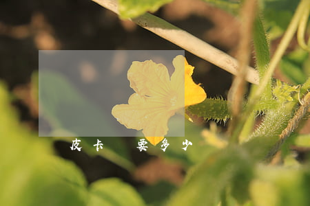皮卡車要多少錢