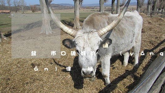 益陽市口碑好的撫養(yǎng)權(quán)律師找誰