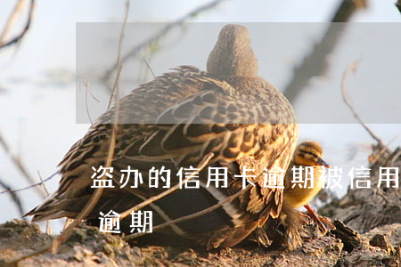 盗办的信用卡逾期(被信用卡诈骗盗刷造成的逾期)