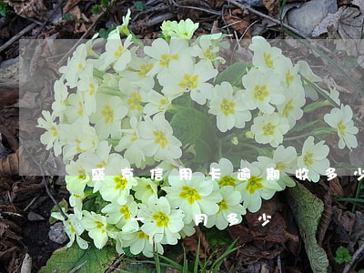 盛京信用卡逾期收多少利息(盛京銀行逾期一萬一個月多少錢)