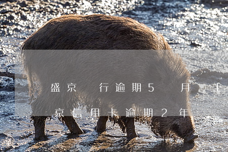 盛京銀行逾期5個月 還上還能正常使用嗎（盛京信用卡逾期2年）
