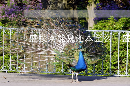 盛投网能只还本金么-盛投网改名了