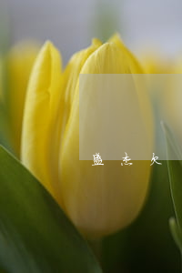 盛杰欠錢被起訴(597盛杰)
