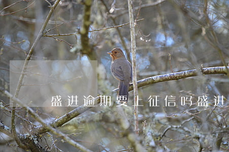 盛进逾期要上征信吗(盛进逾期要上征信吗)