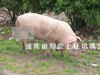 盛進逾期要上征信嗎(盛進逾期要上征信嗎)