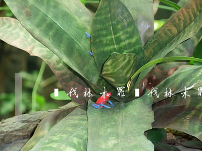 盜伐林木罪(盜伐林木罪的認(rèn)定)