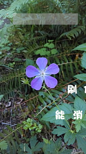 盜刷信用卡后逾期還款(信用卡盜刷逾期征信能消除嗎?)
