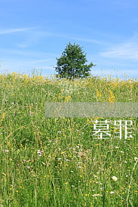 盜墓罪會判死刑嗎
