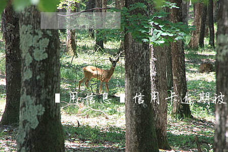 盜用信息辦信用卡逾期(被盜用信息辦信用卡)